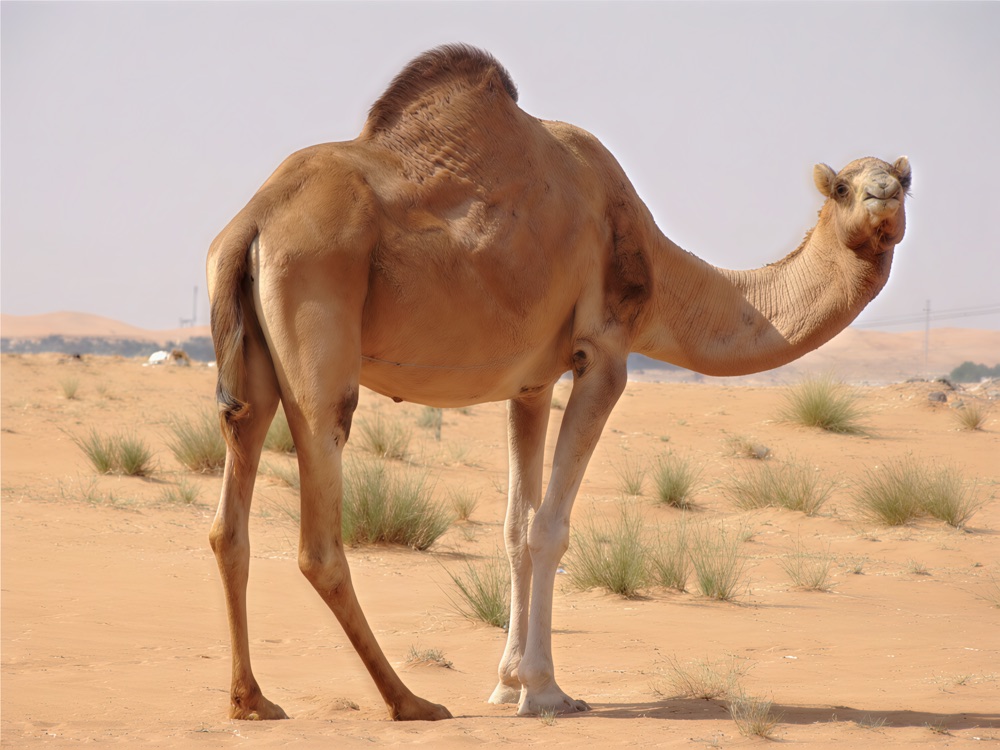 The same camel photo restored by Restore my image: larger and sharper